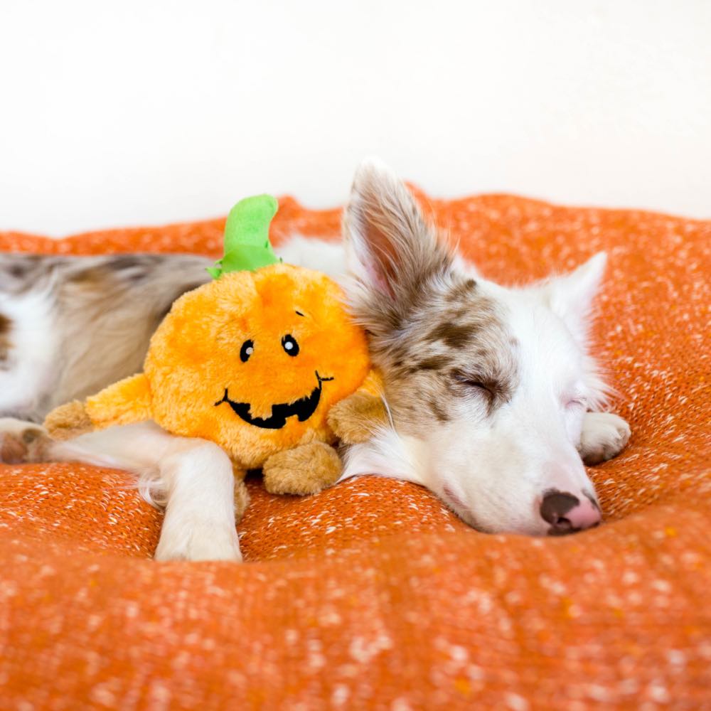ZippyPaws Halloween Brainey Pumpkin Dog Toy