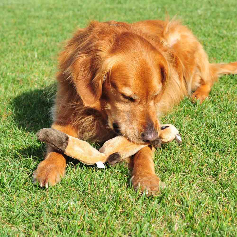 ZippyPaws Zingy Raccoon Dog Toy